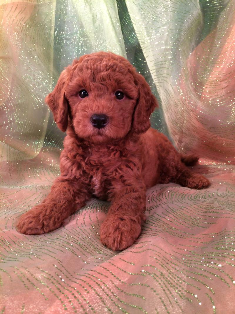 Ready Soon!  Dark Red Bichon Poo Puppies!  Big Sale Only $250 For Shipping!
